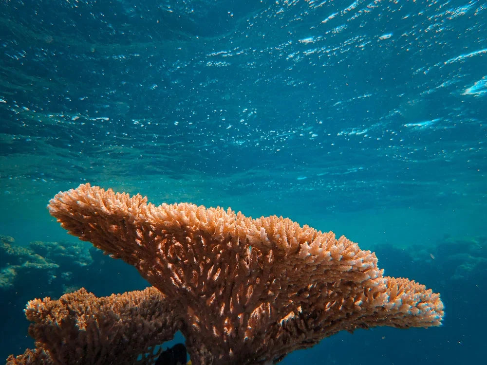 A Bigger Tide: Why Ocean Shop Is Looking Beyond the Shore